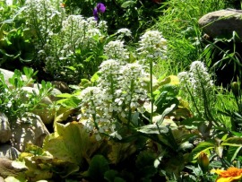 Зеленая передача