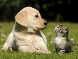 В мире домашних животных