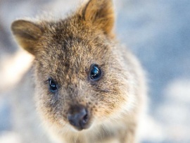 Самые милые существа