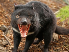 Суперспособности животных