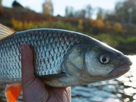 Ловля мирных рыб