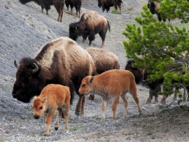 Детеныши Йеллоустона