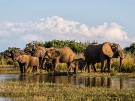 Дикая природа Замбези