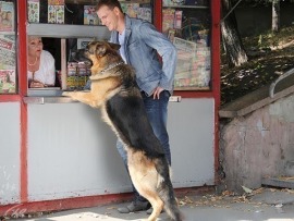 Возвращение Мухтара-2