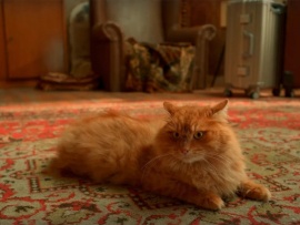 Котострофа