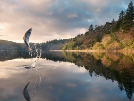 Народный проект. Алтай