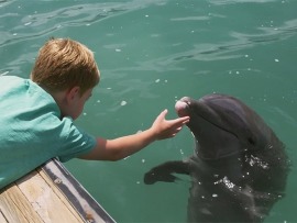 Мой друг дельфин Эхо