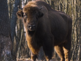 Беловежская пуща