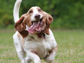 Лучшие друзья собак