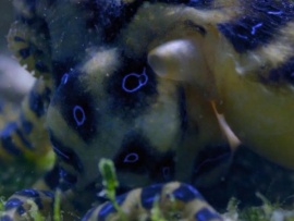 Самые ядовитые животные мира