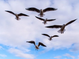 Птицы. Покорители стихий