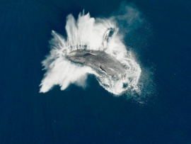 Киты: Стражи планеты