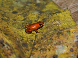 Яд. Достижение эволюции