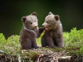 Подрастают малыши