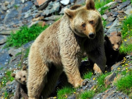 Кавказский бурый медведь