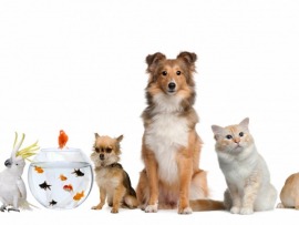 Путешествие в Масеке