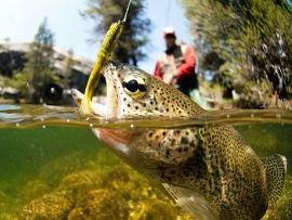 В погоне за дикой рыбой