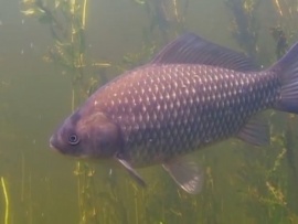 О чём молчат рыбы