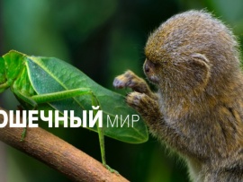 Крошечный мир