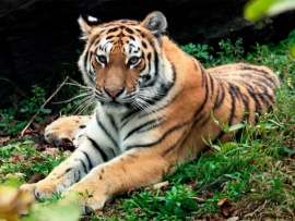 Премьера. Хозяин тайги. Ко Дню амурского тигра на Дальнем Востоке