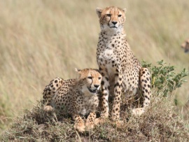 Семейные узы в дикой природе