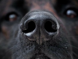 Секреты собачьего носа