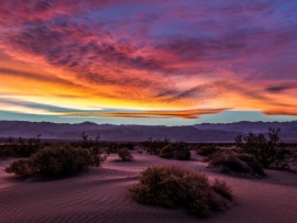 Живая Природа