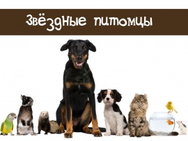 Звездные питомцы