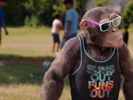 Шимпанзе под прикрытием