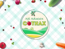 На наших сотках