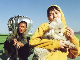 Лающие собаки никогда не кусают