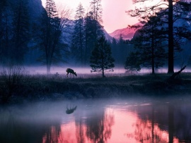 Стратегии в дикой природе