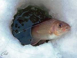 Рыбалка в Сибири