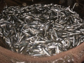 Промысловый лов ряпушки на Ладоге