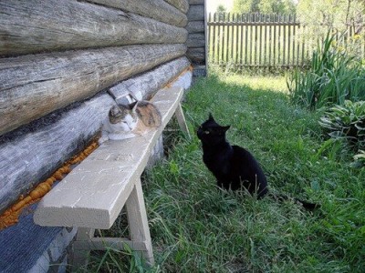 Полынь — трава окаянная