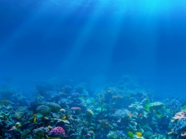Мир морских глубин