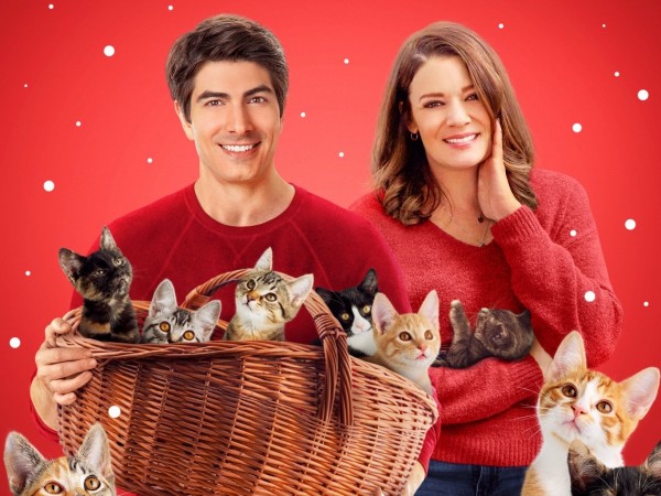 Девять котят в подарок