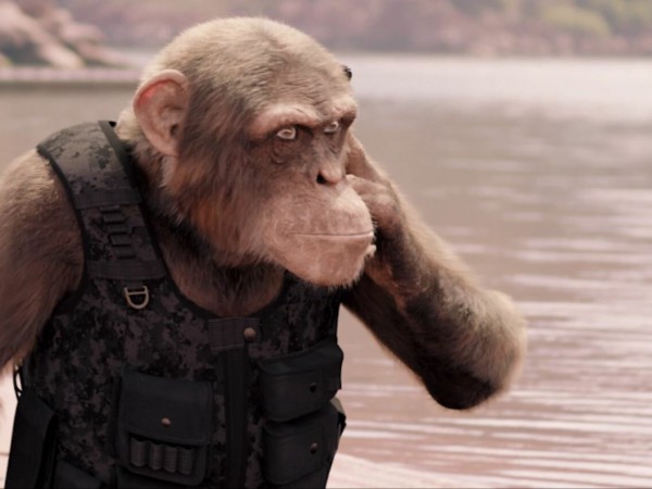 Шимпанзе под прикрытием (6)