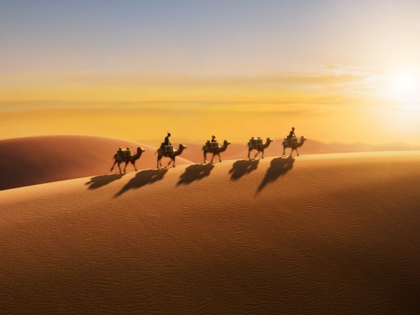 Кунг-фу тигр (3)