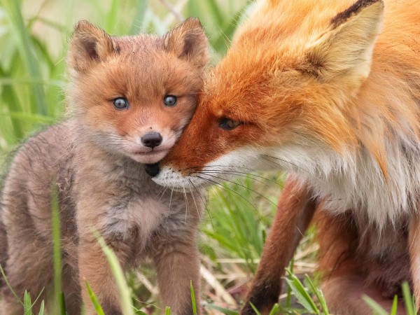 Огненный лис (2)