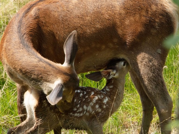 Бемби. История жизни в лесу (3)