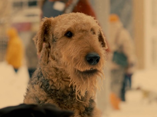 Моё собачье дело (3)