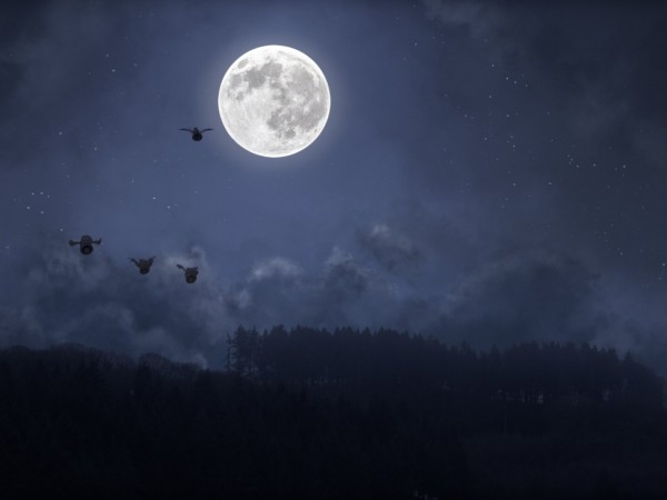 Отважный Бим и пернатые колокольчики (6)