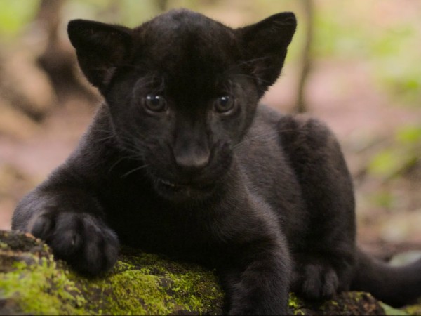 Элла и чёрный ягуар (2)