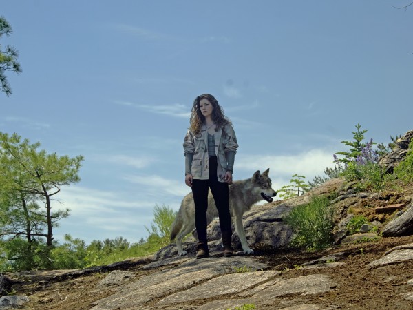 Волк и лев (2)