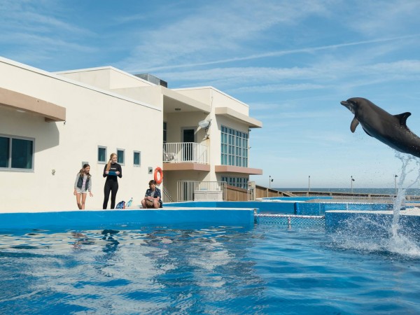 Дельфин Берни (2)