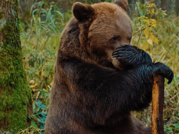 Мой папа — медведь