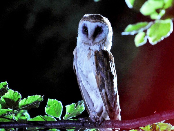 Четвёртый вид (3)