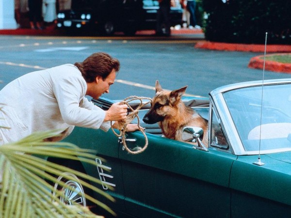 К-9: Собачья работа (5)