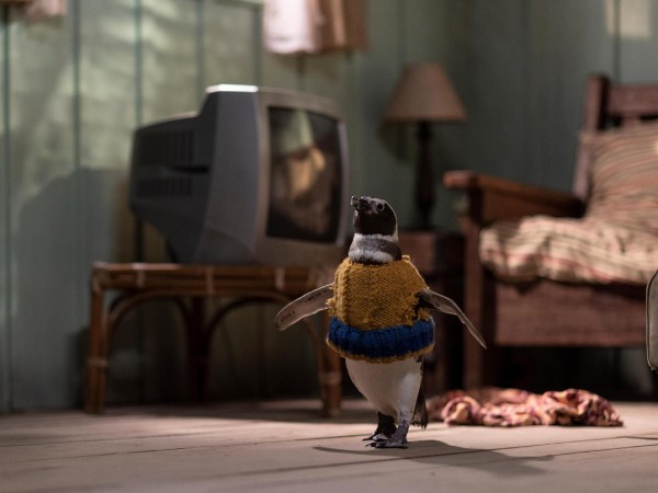 Мой пингвин (2)